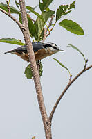 Red Breasted Nuthatch