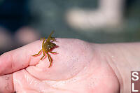 Tiny Kelp Crab