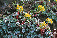 Broad-Leaved Stonecrop