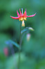 Red Columbine, Western Columbine