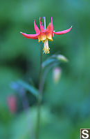 Red Columbine