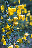 Scotch broom