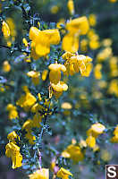 Scotch Broom