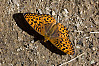 Mormon Fritillary