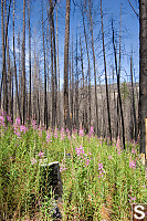 Fireweed Under Burned Trees