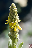 Great Mullein