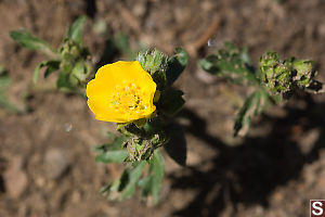 Subalpine Buttercup