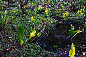 Field Of Skunk Cabbage