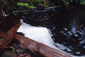 Foam Swirling In Stream