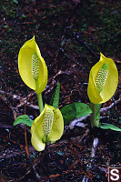 Three Skunk Cabbage