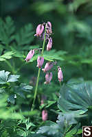 Pacific Bleeding Heart