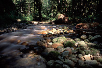 Angus Creek Running