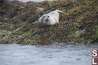 Half Dry Seal Watching Us