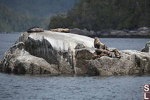 Males Females And Pups On Rock