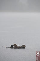 Mom Carrying Baby In Rain