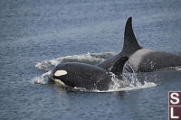 Young Orca With Mom