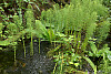 western horsetail, giant horsetail