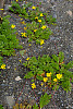 Pacific silverweed