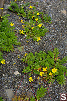 SilverWeed