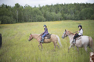 Horses In Grassy Meadow