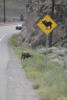 Bighorn Sheep