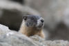 Yellow-bellied Marmot