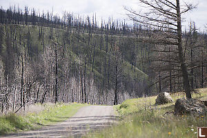 Burned Forest