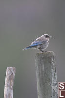 Female Mountain Bluebird