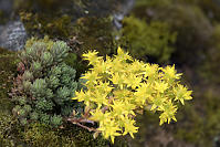 Spearleaf Stonecrop