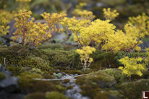 Stonecrop Over Moss