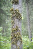 Tree Lungwort