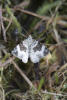 Common Carpet Moth