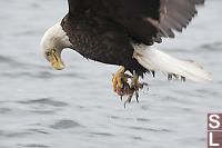 Eagle Grabbed Eggs