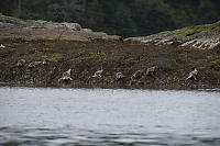 Harbour Seals Lined Up For Quick Exit
