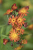 orange hawkweed