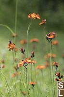 Orange Hawkweed Spiky Stems