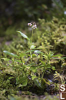 Pipsissewa Highlighted