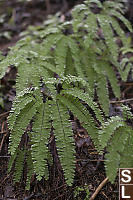 Wet Western Maidenhair Fern