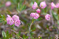 Bog-laurel