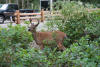 Columbian Black-tailed Deer