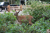 Deer At Camp Site