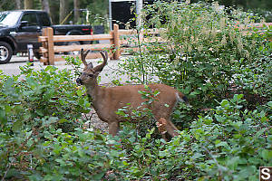 Deer At Camp Site