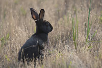 Black Bunny In Grass