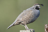 California Quail On Fence Post