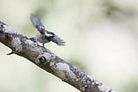 Chickadee Preparing For Launch