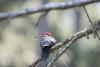 Pileated Woodpecker