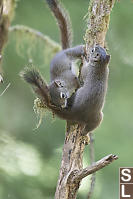 Squirrels Passing On Tree