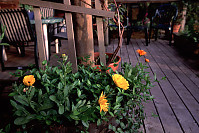 Flowers on Deck