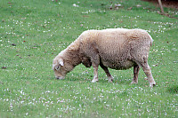 Sheep Grazing