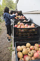 Apples To Buy